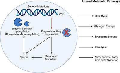 Frontiers | Genetics of enzymatic dysfunctions in metabolic 